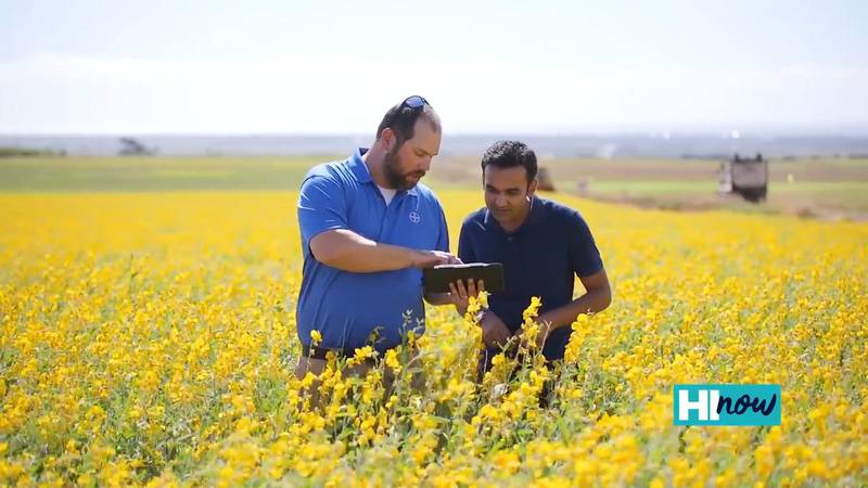 Digital tools allow farmers at Bayer Hawaii to work more sustainably and efficiently