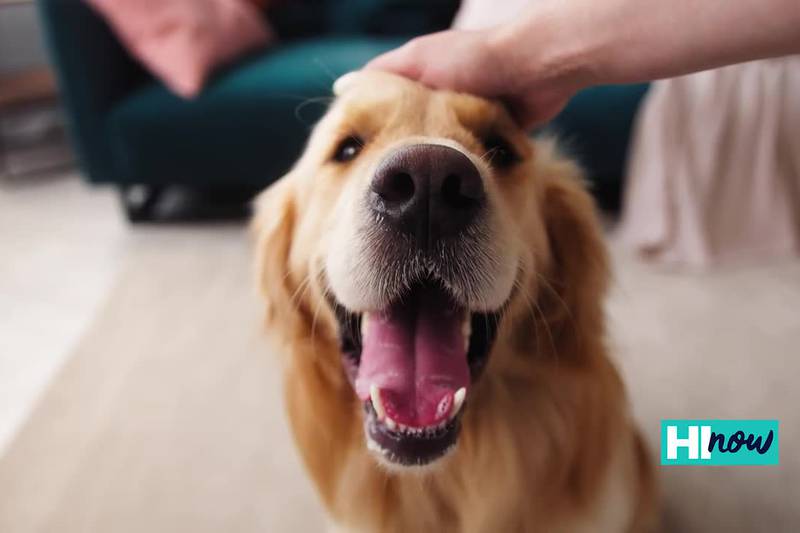 How to keep your pets comfortable during the 4th of July weekend