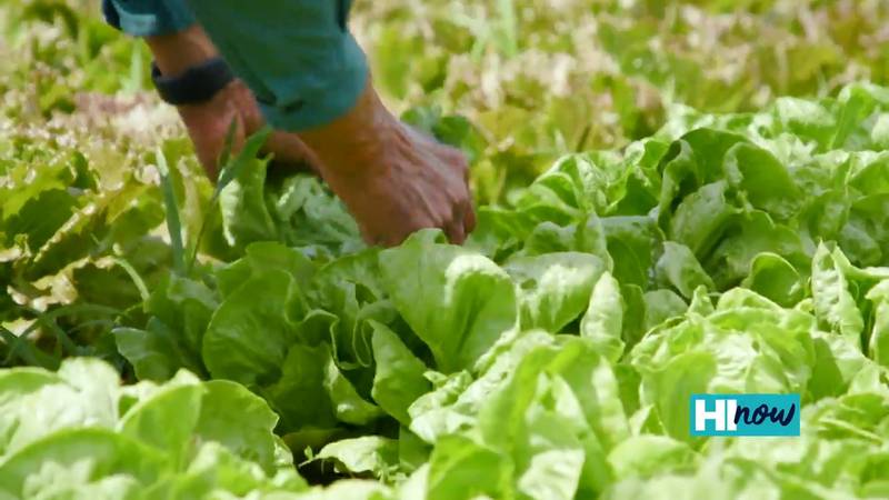 Kupuna Achiever Ed Otsuji farms in Hawaii for 50 years