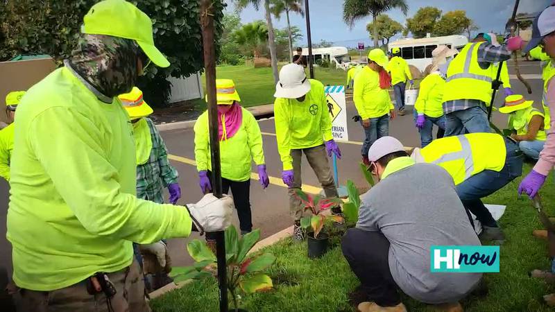 Bayer Hawaii’s Tree Planting Efforts on Maui