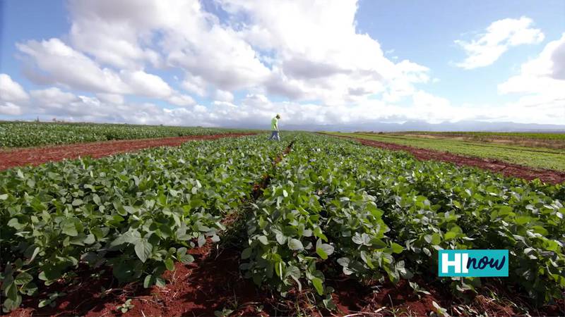 Bayer taking steps to solidify Hawaii’s food security