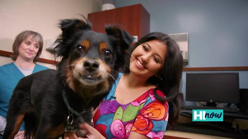 VCA offers chemotherapy for pets with cancer